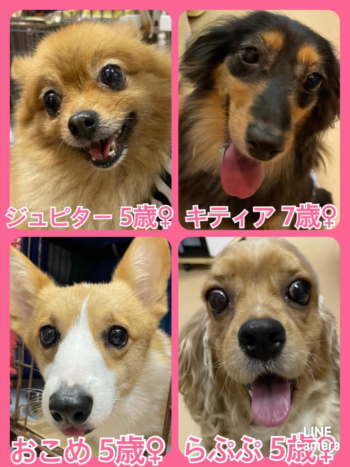 🐾今日の里親様募集中ワンコ🐶メンバーです🐾2021,6,19